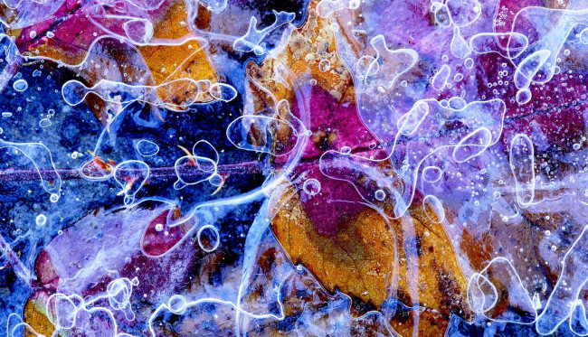 Обои картинки фото природа, макро, пузыри, листья, лед