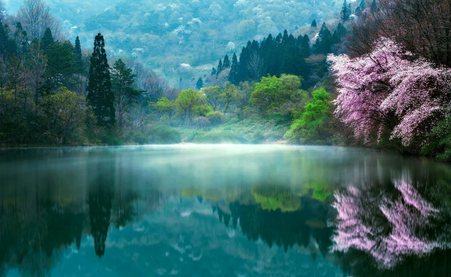 Обои картинки фото природа, реки, озера, туман, цветущее, дерево, озеро