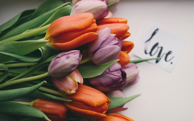 Обои картинки фото цветы, тюльпаны, надпись, бутоны