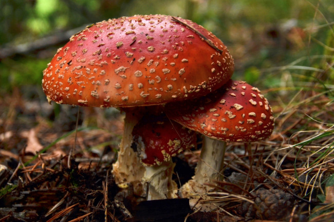 Обои картинки фото природа, грибы,  мухомор, грибок