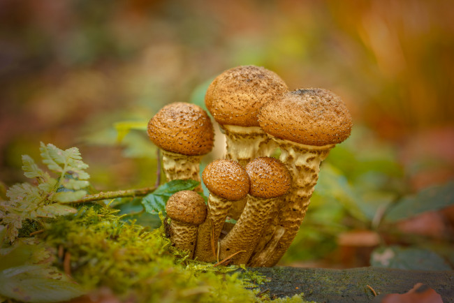 Обои картинки фото природа, грибы, опята
