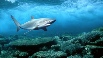 Картинка животные акулы акула кораллы море
