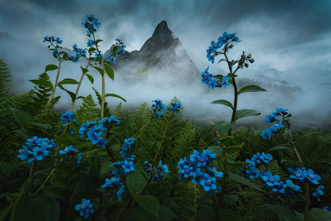 Обои картинки фото природа, луга, цветы, горы, туман, голубые, дымка, незабудки, бруннера