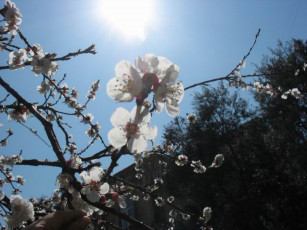 Картинка весна цветы цветущие деревья кустарники