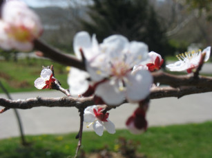 Картинка вишня цветы цветущие деревья кустарники