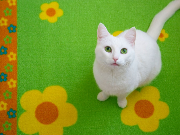 Обои картинки фото flowers, and, kitty, by, ace, of, finland, животные, коты