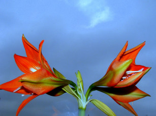 обоя цветы, амариллисы, гиппеаструмы, красный