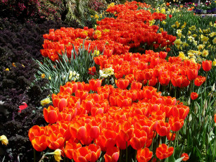 Картинка цветы разные вместе тюльпаны