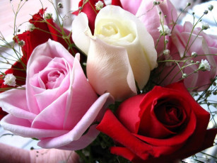 Картинка цветы розы розовый карсный кремовый