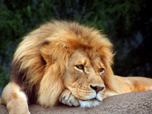 Картинка животные львы лежит смотрит лев морда грива