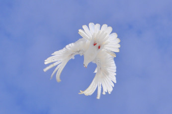 Картинка животные голуби небо голубь лазурь полет