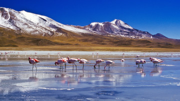 Картинка животные фламинго горы вода