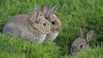 Картинка животные кролики зайцы трава