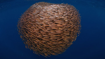 Картинка животные рыбы косяк
