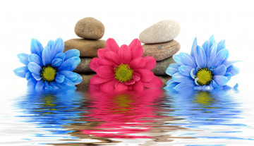 Картинка разное ракушки кораллы декоративные spa камни отражение цветы