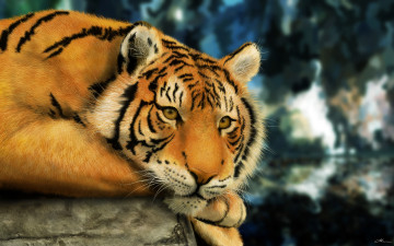 Картинка рисованные животные тигры тигр лежит смотрит морда рисунок