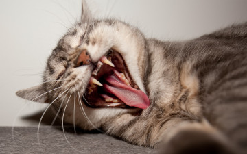 Картинка животные коты пасть язык