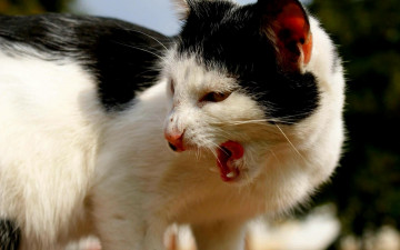 Картинка животные коты зубы