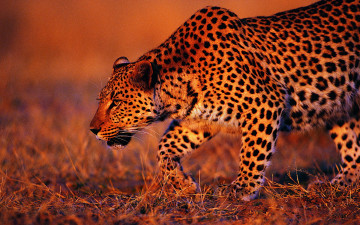 Картинка животные леопарды крадётся леопард