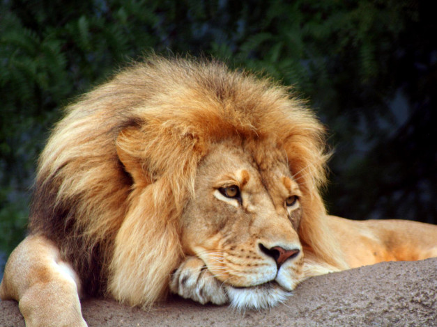 Обои картинки фото животные, львы, лежит, смотрит, лев, морда, грива