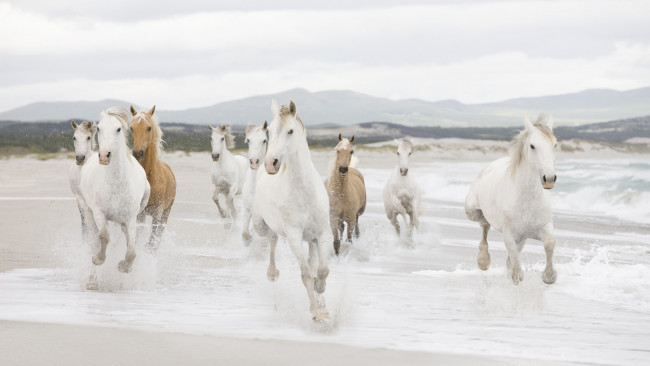 Обои картинки фото животные, лошади, табун, море, берег