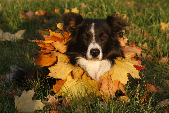 Обои картинки фото животные, собаки, бордер-колли, листья, пёс