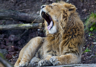 Картинка животные львы пасть