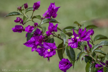 Картинка цветы бугенвиллея ветка