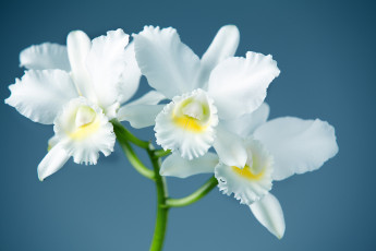 Картинка цветы орхидеи элегантность ветка