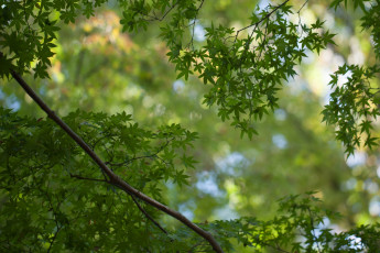 Картинка природа листья клен ветки