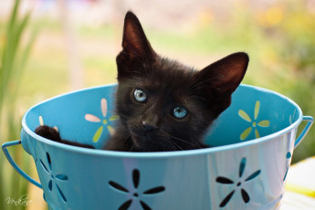 Картинка животные коты чернушка чашка