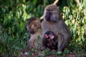 Картинка животные обезьяны малыш мама бабуины
