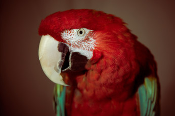 Картинка животные попугаи клюв