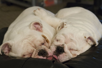 Картинка животные собаки щенок сон английский бульдог