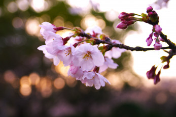 Картинка цветы сакура вишня весна дерево цветение