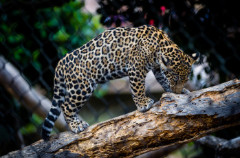 Картинка животные Ягуары дерево кошка подросток детеныш