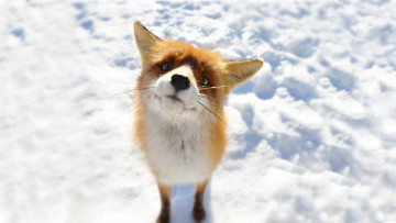 Картинка животные лисы лисичка морда любопытство
