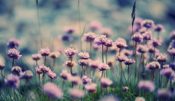 Картинка цветы луговые полевые фиолетовые