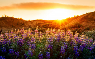 Картинка природа восходы закаты свет цветы пейзаж