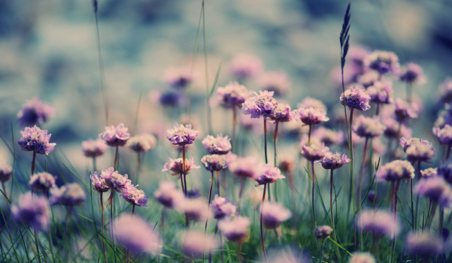 Обои картинки фото цветы, луговые, полевые, фиолетовые