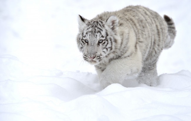 Обои картинки фото животные, тигры, снег, тигренок