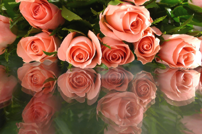 Обои картинки фото цветы, розы, отражение, охапка