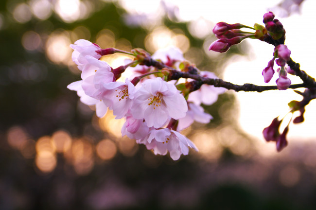 Обои картинки фото цветы, сакура, вишня, весна, дерево, цветение