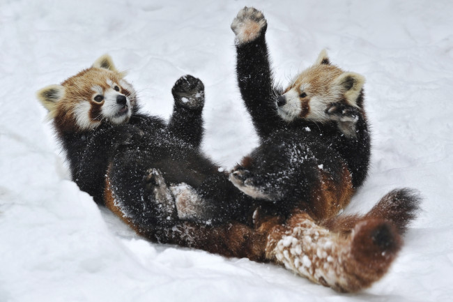 Обои картинки фото животные, панды, игра, снег, забавные