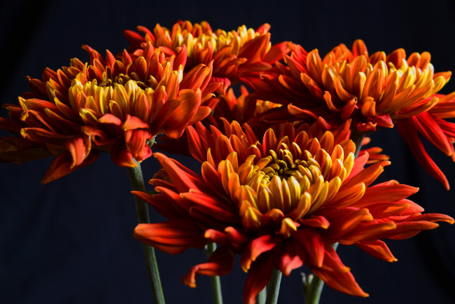 Обои картинки фото цветы, хризантемы, оранжевый