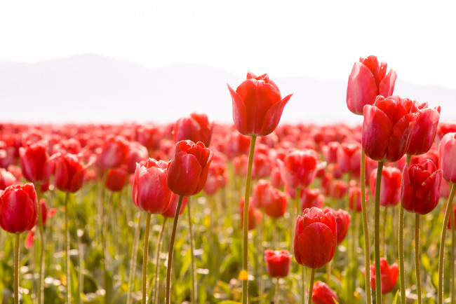 Обои картинки фото цветы, тюльпаны, поле, красные