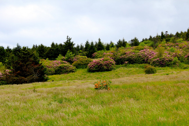 Обои картинки фото mountain, rhododendrons, north, carolina, природа, пейзажи, кусты, родендромы