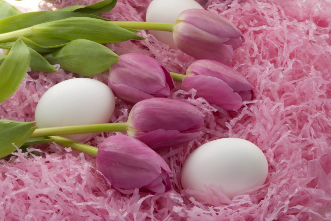 Обои картинки фото праздничные, пасха, яйца, тюльпаны