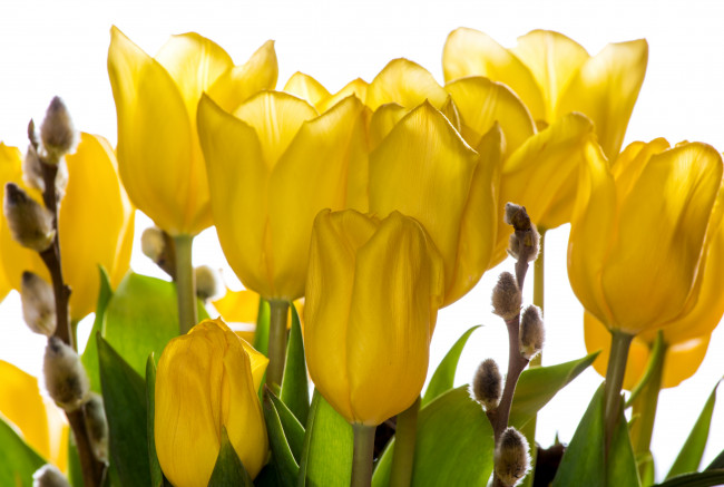 Обои картинки фото цветы, тюльпаны, желтый, бутоны, котики