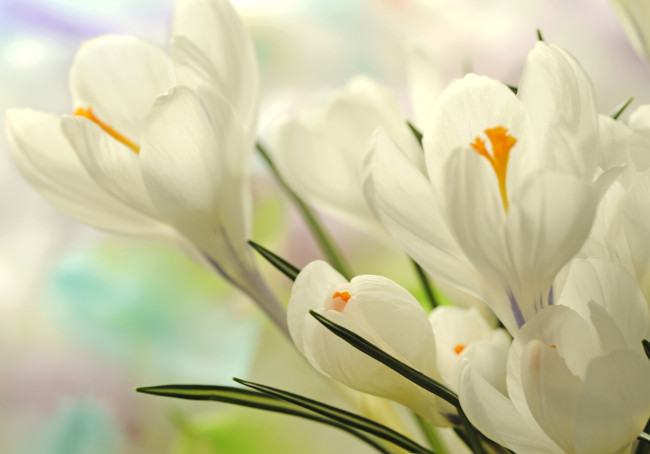 Обои картинки фото цветы, крокусы, нежность, белый, весна